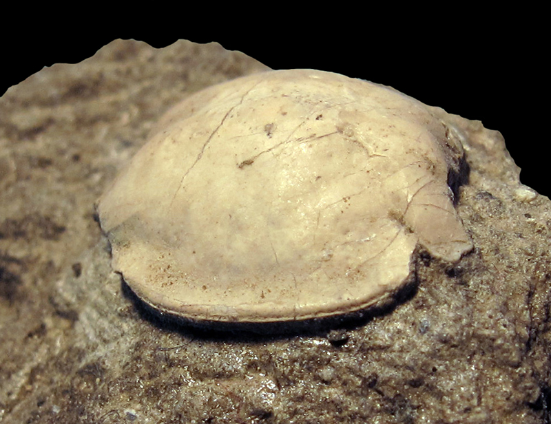 Corallicarcinus arcanus